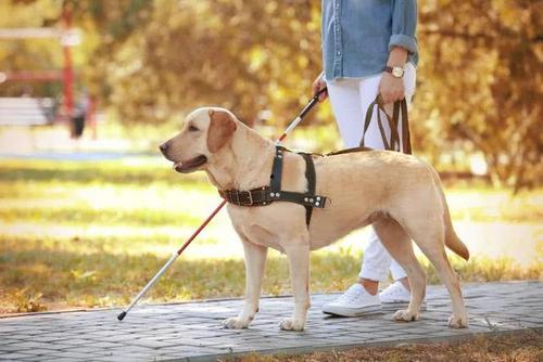 娱乐吃瓜酱导盲犬,跟随“吃瓜酱”探索无障碍世界的欢乐时光