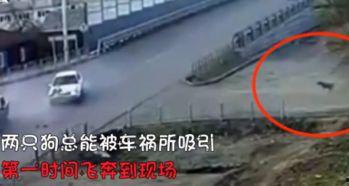 车祸撞车吃瓜狗,撞车瞬间,吃瓜狗成意外焦点