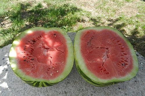 梦见自己吃生瓜,生瓜之食,寓意何在?
