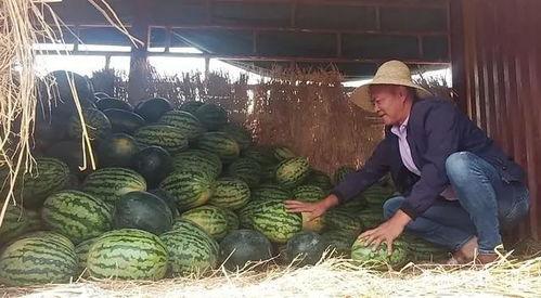 sais昆明吃瓜,一场别开生面的夏日狂欢