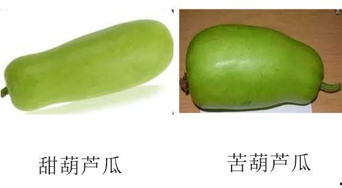 运动完吃葫芦瓜好吗,运动后食用葫芦瓜的益处与注意事项